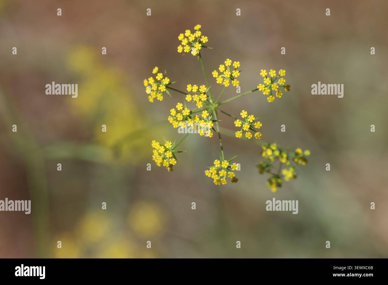 Petites fleurs jaunes de l'oreille de lièvre faucille (Bupleurum falcatum) fleurissant dans un amas d'ombel sur un fond vert flou dans un dessus macro détaillé Banque D'Images