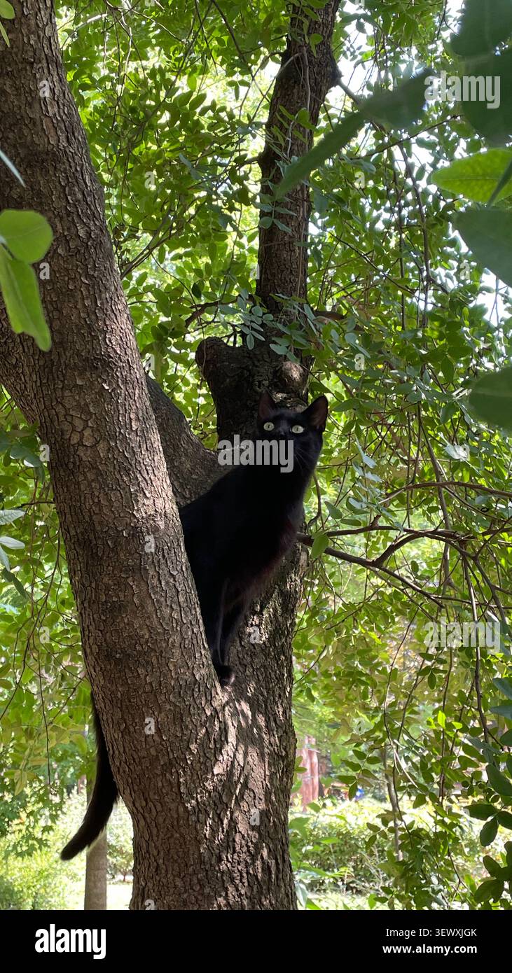 Chat noir perché dans une fourchette d'arbre regardant la caméra Banque D'Images