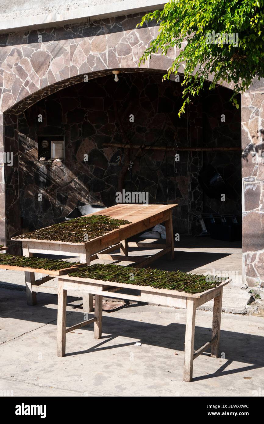 Haricots de vanille frais séchant sur des tables en bois Banque D'Images