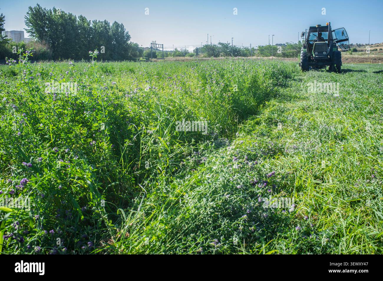 Tracteur coupant et andainant la luzerne Banque D'Images