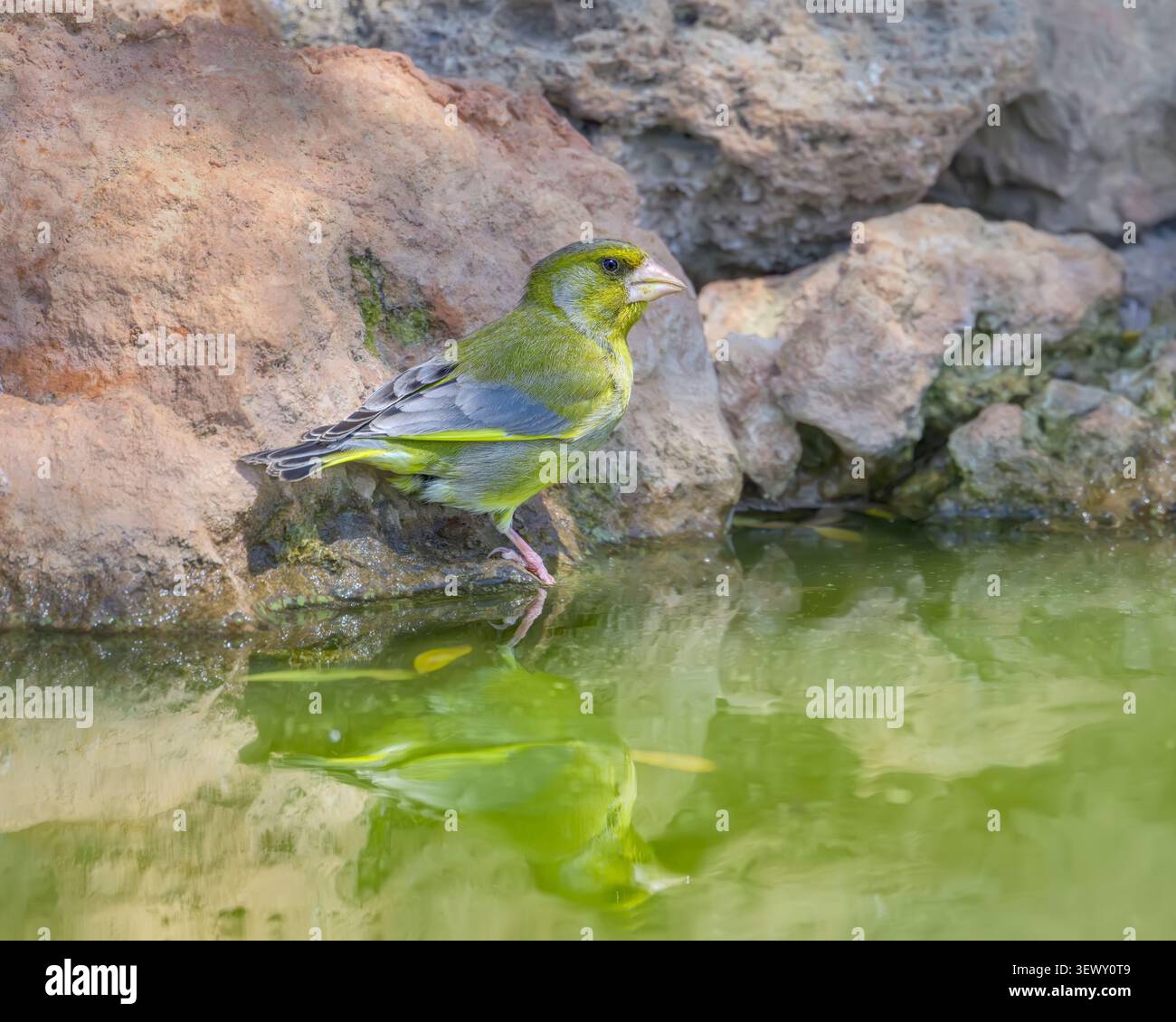 Mâle européen greenfinch, Chloris chloris, l'oiseau assoiffé debout au bord de l'eau pour boire, printemps, Majorque, Espagne Banque D'Images