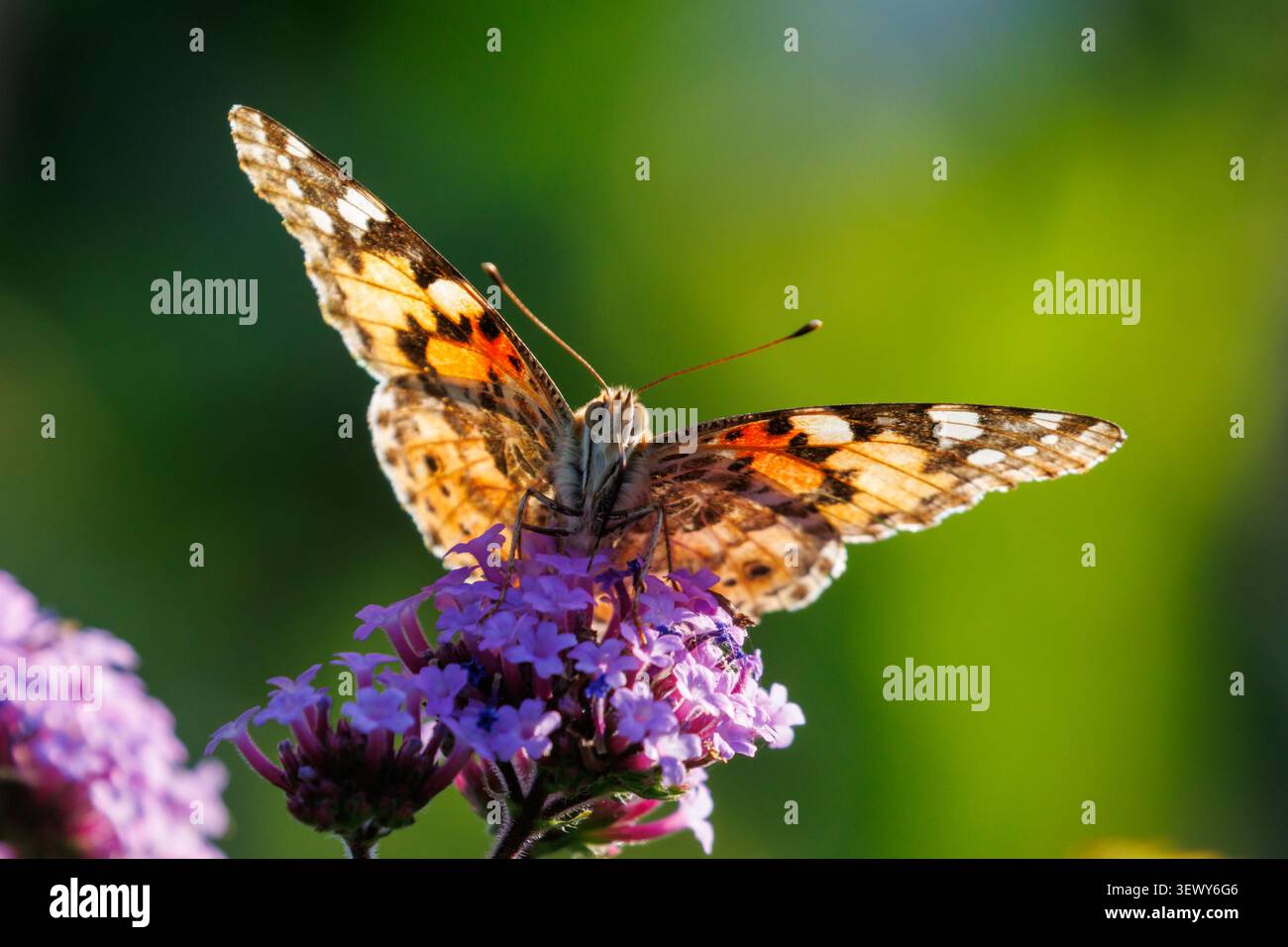 Painted Lady (Vanessa cardui) papillon, rétro-éclairé et se nourrissant sur une fleur de verveine dans le Sussex, Royaume-Uni Banque D'Images