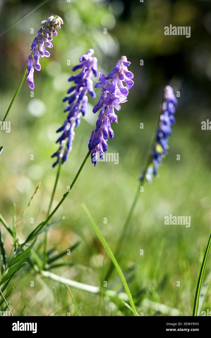 Vicia cracca tufté vesce pourpre fleur sauvage fleurissant dans une prairie d'été ensoleillée. Les pointes élégantes de fleurs violettes se regroupent sur des tiges vertes avec un dos bokeh doux Banque D'Images