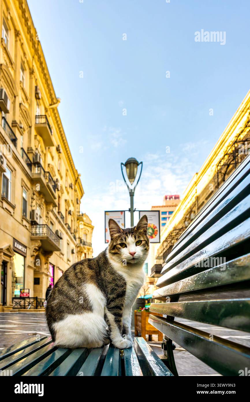 Un chat de rue tabby (Felis catus) est assis sur un banc sur la rue Nizami avec des bâtiments de l'époque du boom pétrolier derrière. Bakou, Azerbaïdjan. Banque D'Images