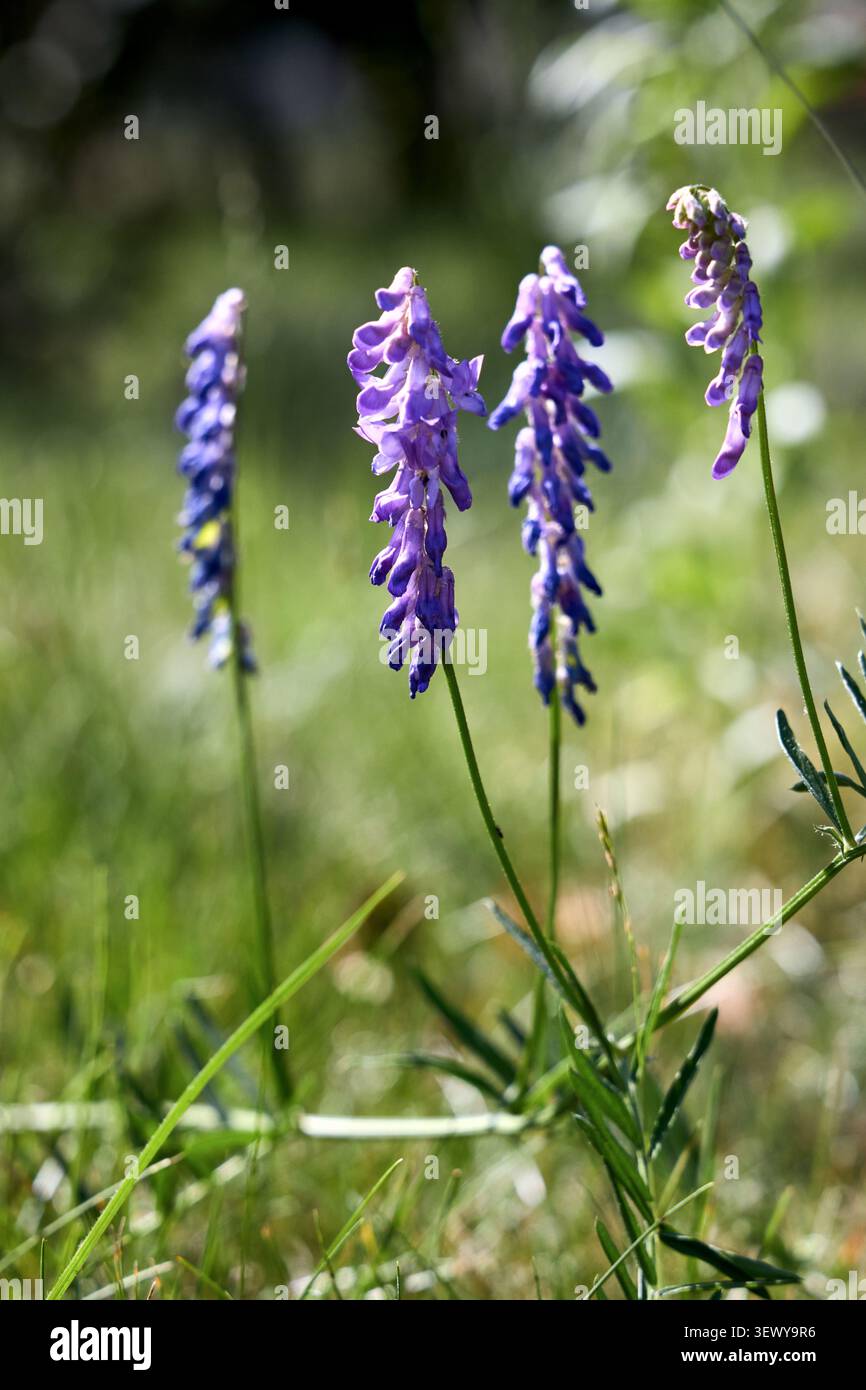 Vicia cracca tufté vesce pourpre fleur sauvage fleurissant dans une prairie d'été ensoleillée. Les pointes élégantes de fleurs violettes se regroupent sur des tiges vertes avec un dos bokeh doux Banque D'Images