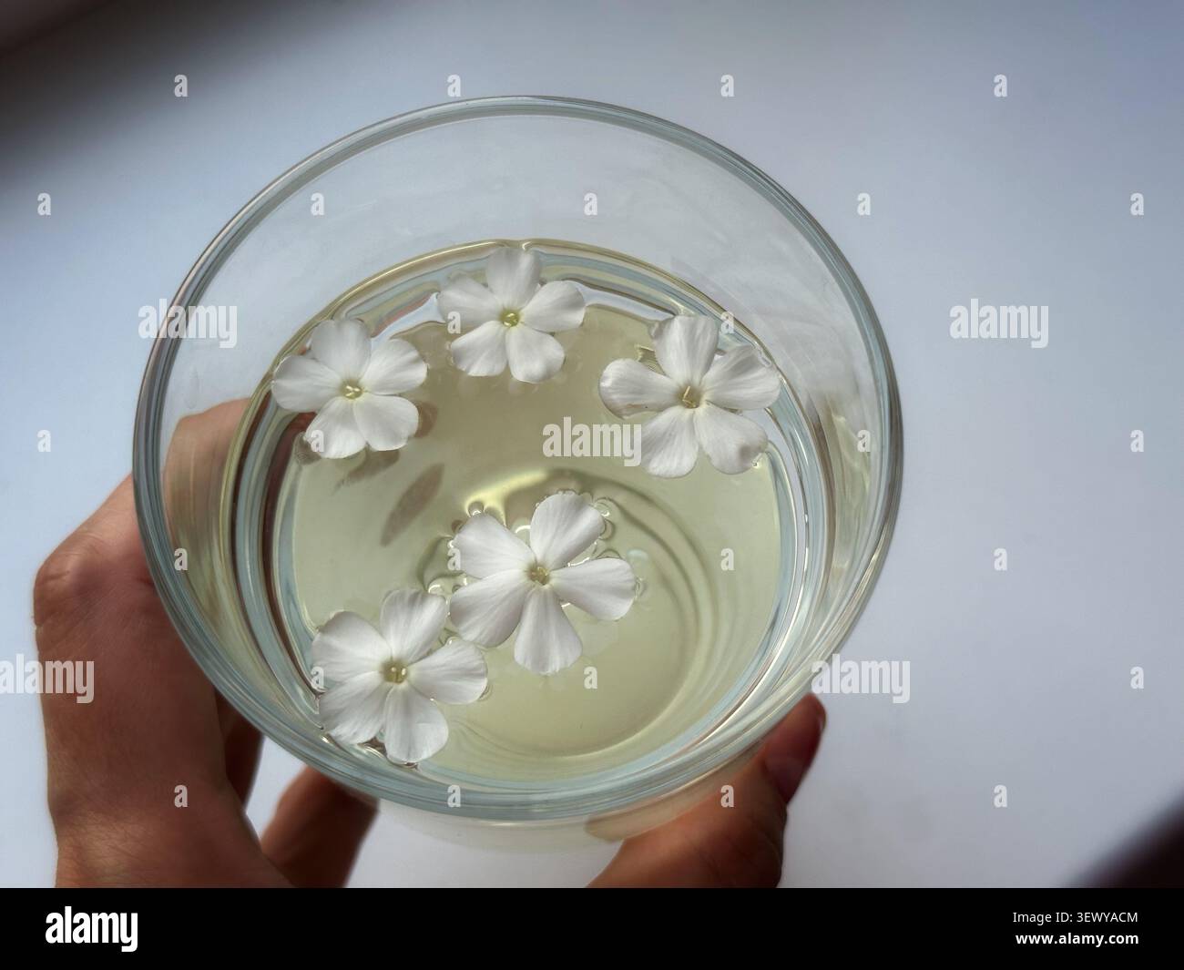 Petites fleurs blanches flottant dans un verre de boisson rafraîchissante à base de plantes tenu à la main. Une vue en grand angle de délicates fleurs de phlox blanc flottant sur le dessus - Image de stock capturée avec un smartphone