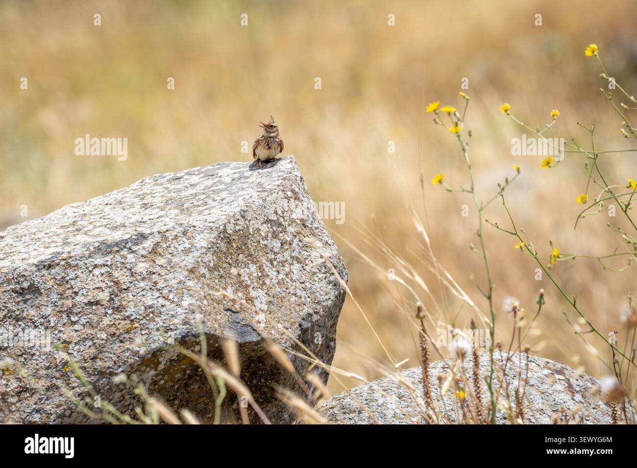 Lark à crête (Galerida cristata) oiseau perché sur un rocher texturé, vocalisant avec son bec ouvert, entouré d'une végétation sèche et délicate Wil jaune Banque D'Images