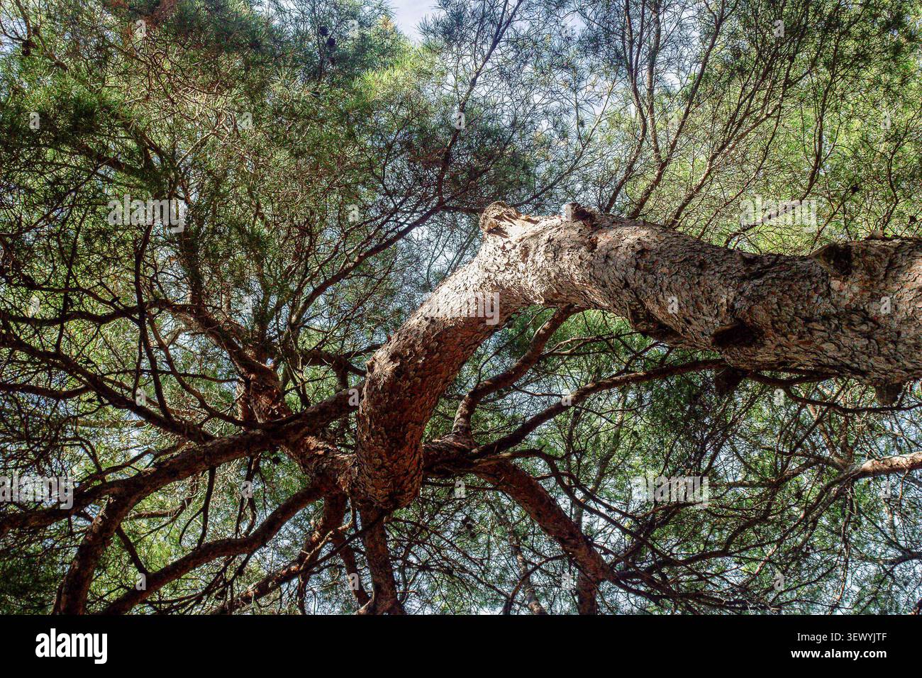 Vue en bas angle d'un pin courbe s'étendant à travers une dense canopée forestière avec filtrage de la lumière du soleil entre les branches. Sym. Scène bois naturel Banque D'Images