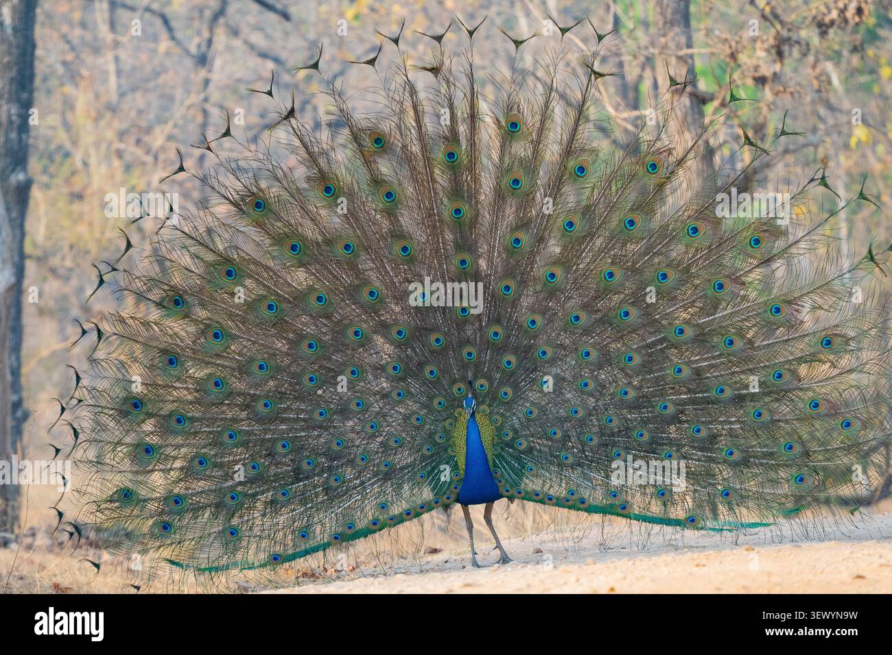 Perruque indienne (Pavo cristatus) également connue sous le nom de perruque commune ou perruque bleue Banque D'Images