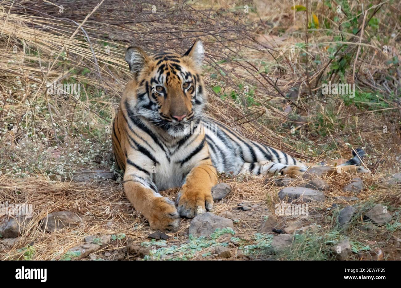 Tigre du Bengale (Panthera tigris tigris) couché Banque D'Images