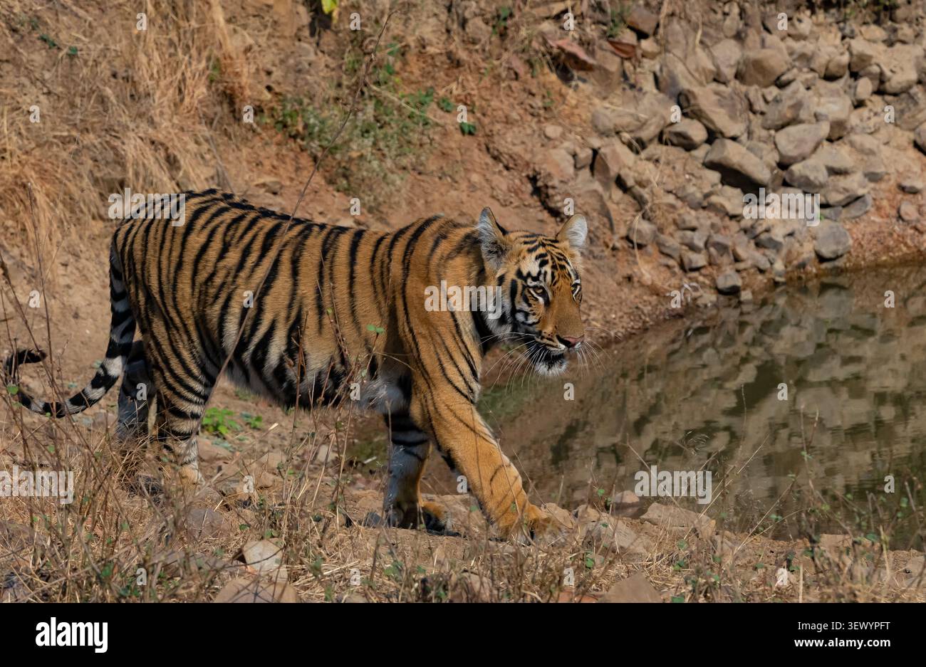 Tigre du Bengale (Panthera tigris tigris) Banque D'Images