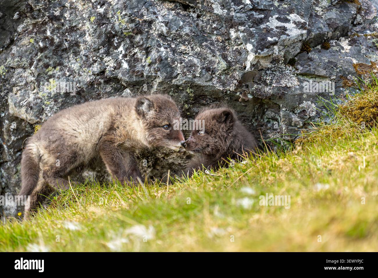Deux charmants oursons de renard arctique à la fourrure douce interagissent étroitement, touchant le nez sur une pente herbeuse à côté d'une paroi rocheuse, incarnant le sauvage Banque D'Images