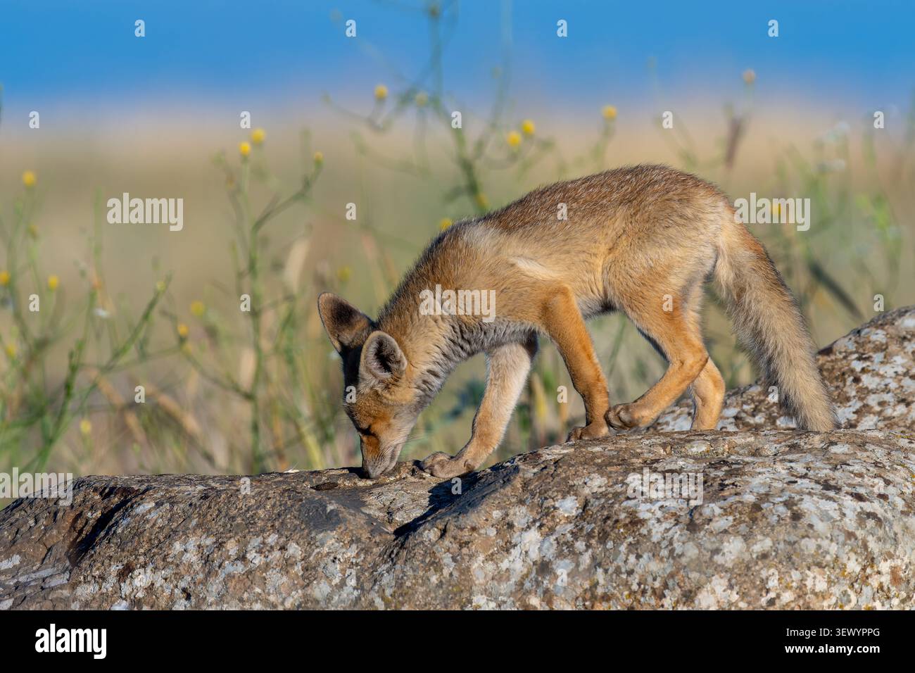 Jeune renard roux (Vulpes vulpes) se dresse sur des roches couvertes de lichen, observant son habitat naturel avec des yeux vifs, démontrant la vigilance et l'essen sauvage Banque D'Images