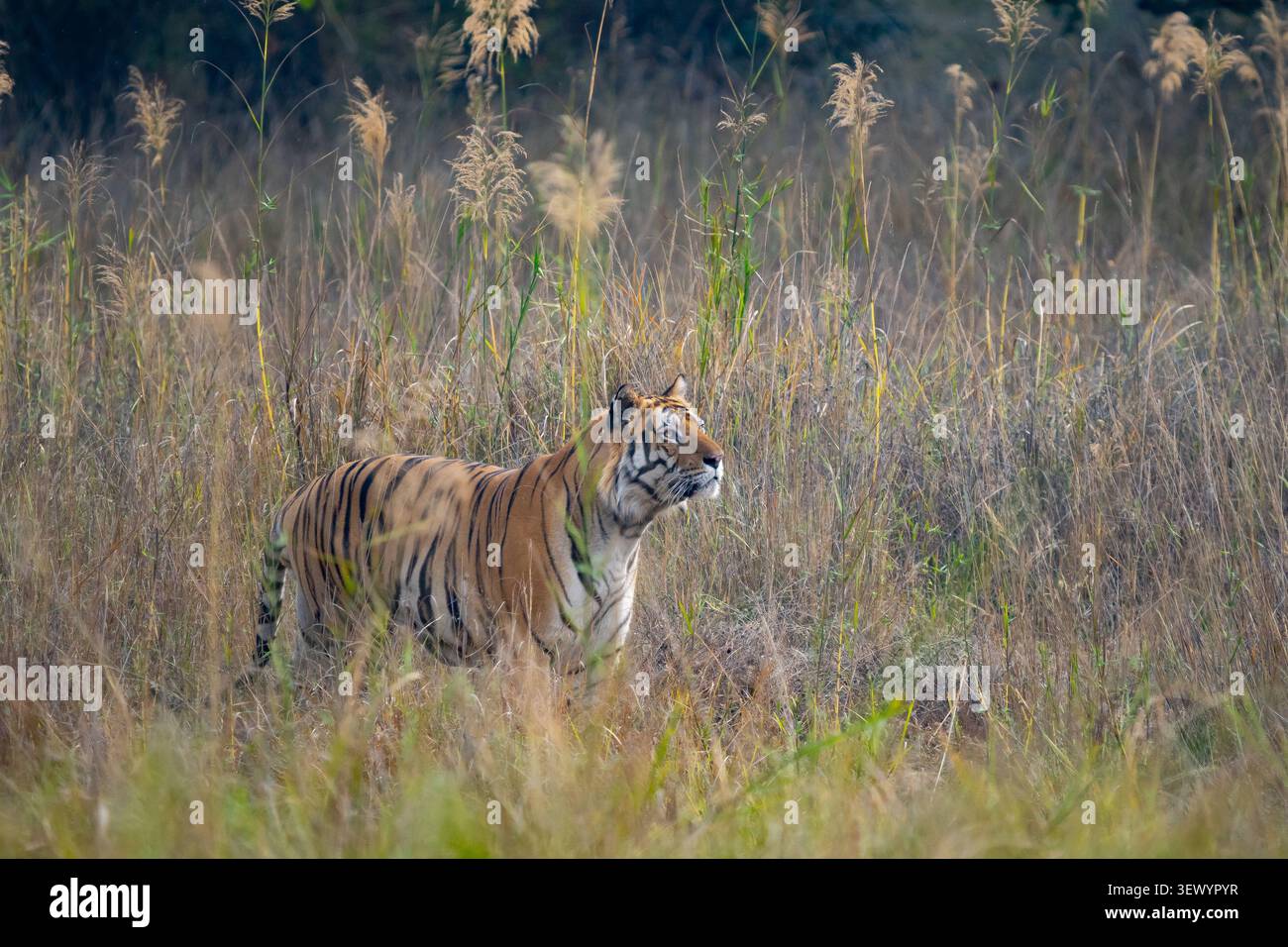 Tigre du Bengale (Panthera tigris tigris) Banque D'Images