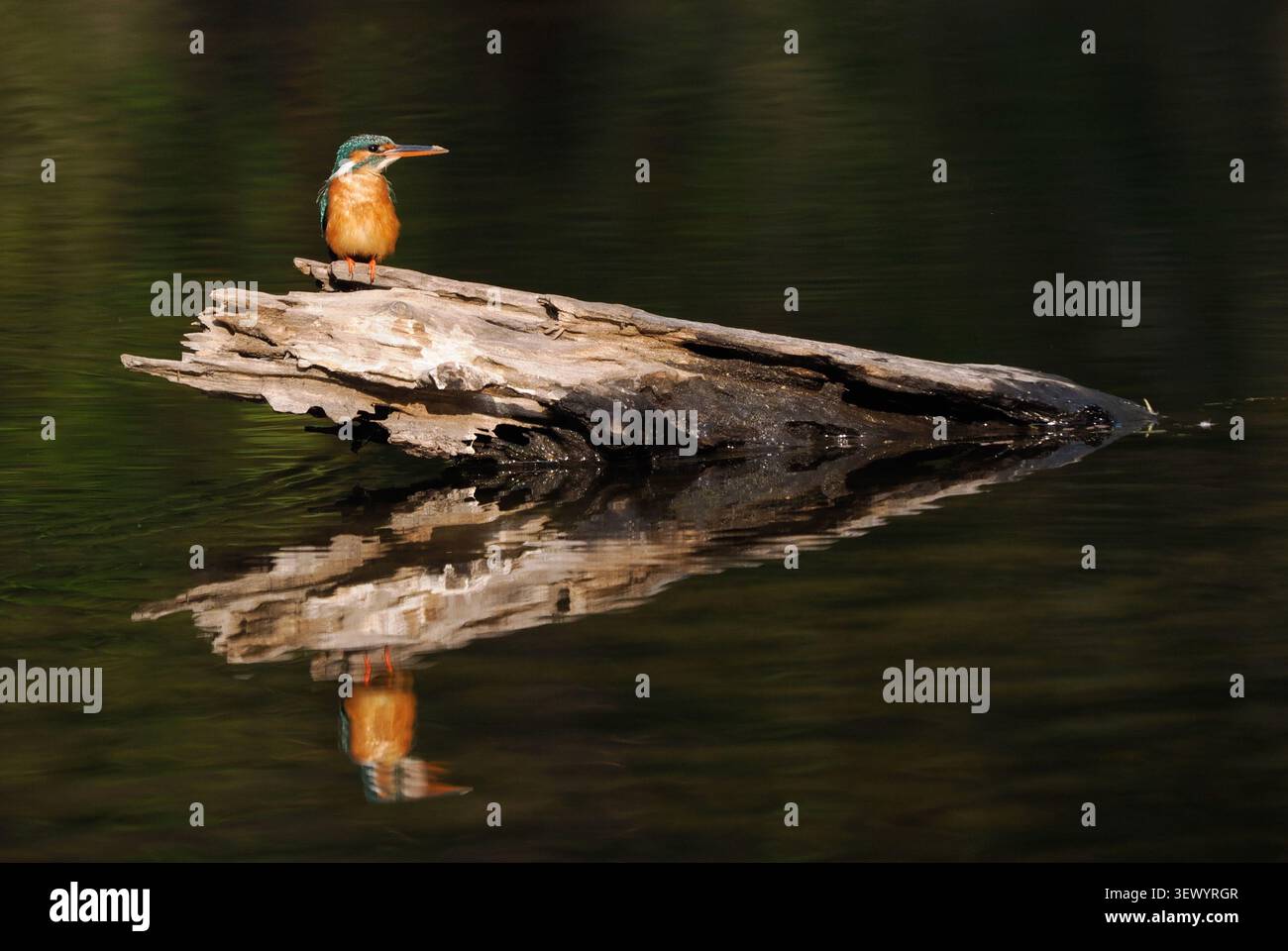 Kingfisher commun (Alcedo atthis) perché sur une bûche avec réflexion Banque D'Images