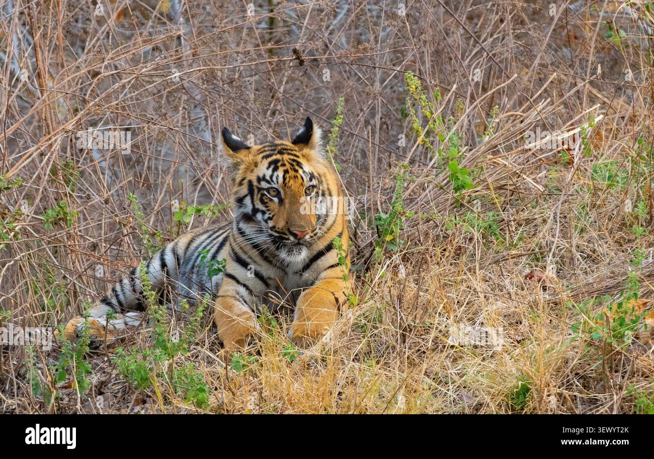 Tigre du Bengale (Panthera tigris tigris) couché Banque D'Images