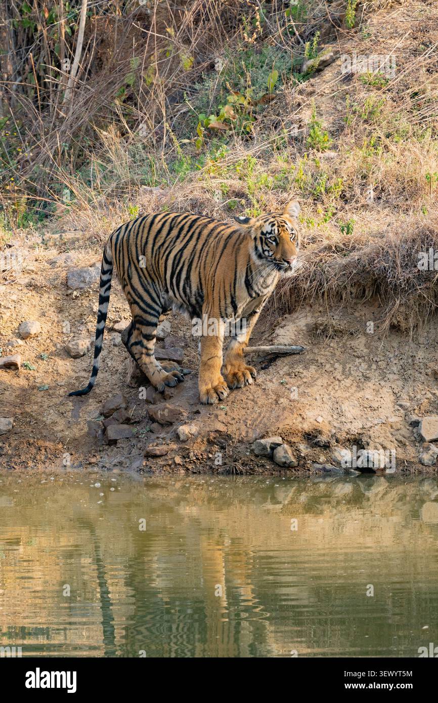 Tigre du Bengale (Panthera tigris tigris) Banque D'Images