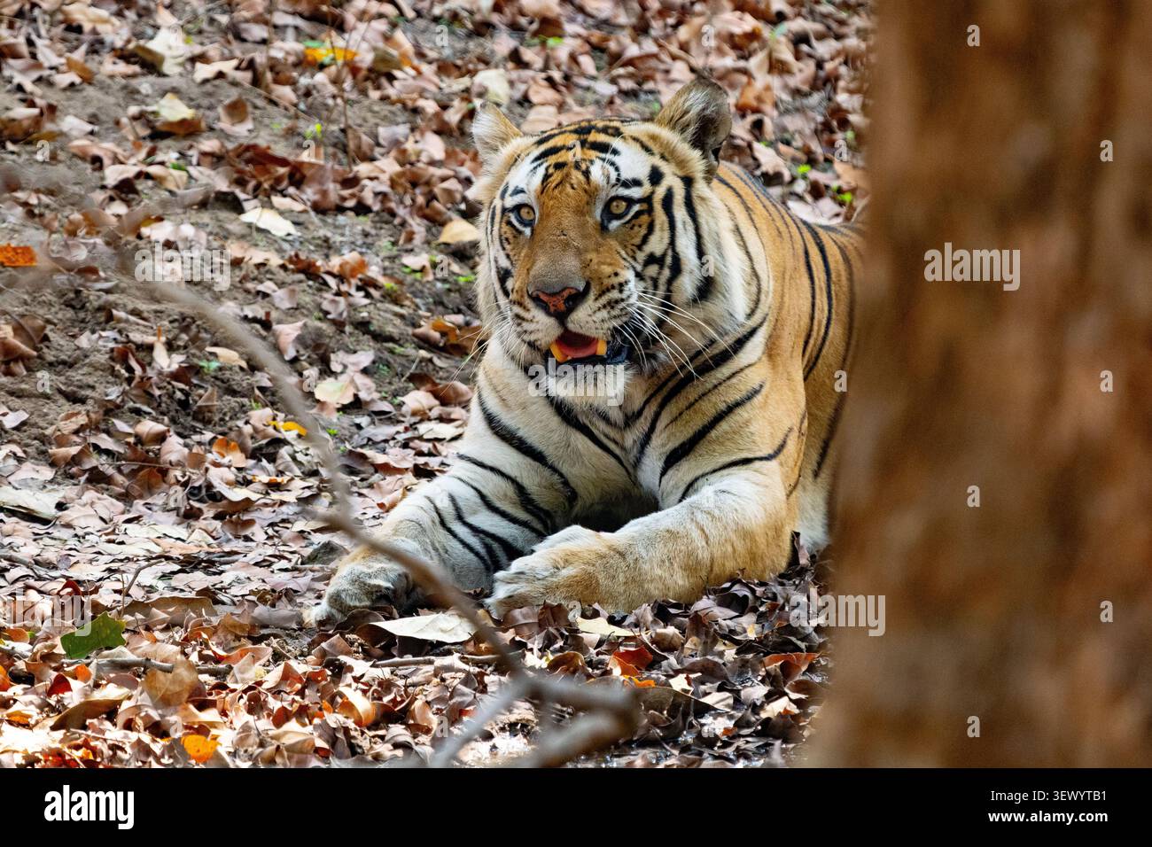 Tigre du Bengale (Panthera tigris tigris) couché Banque D'Images