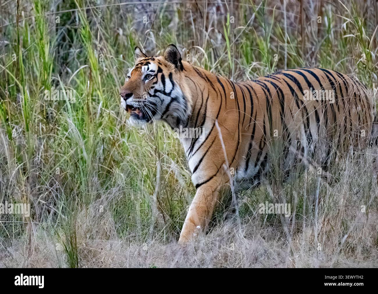 Tigre du Bengale (Panthera tigris tigris) Banque D'Images