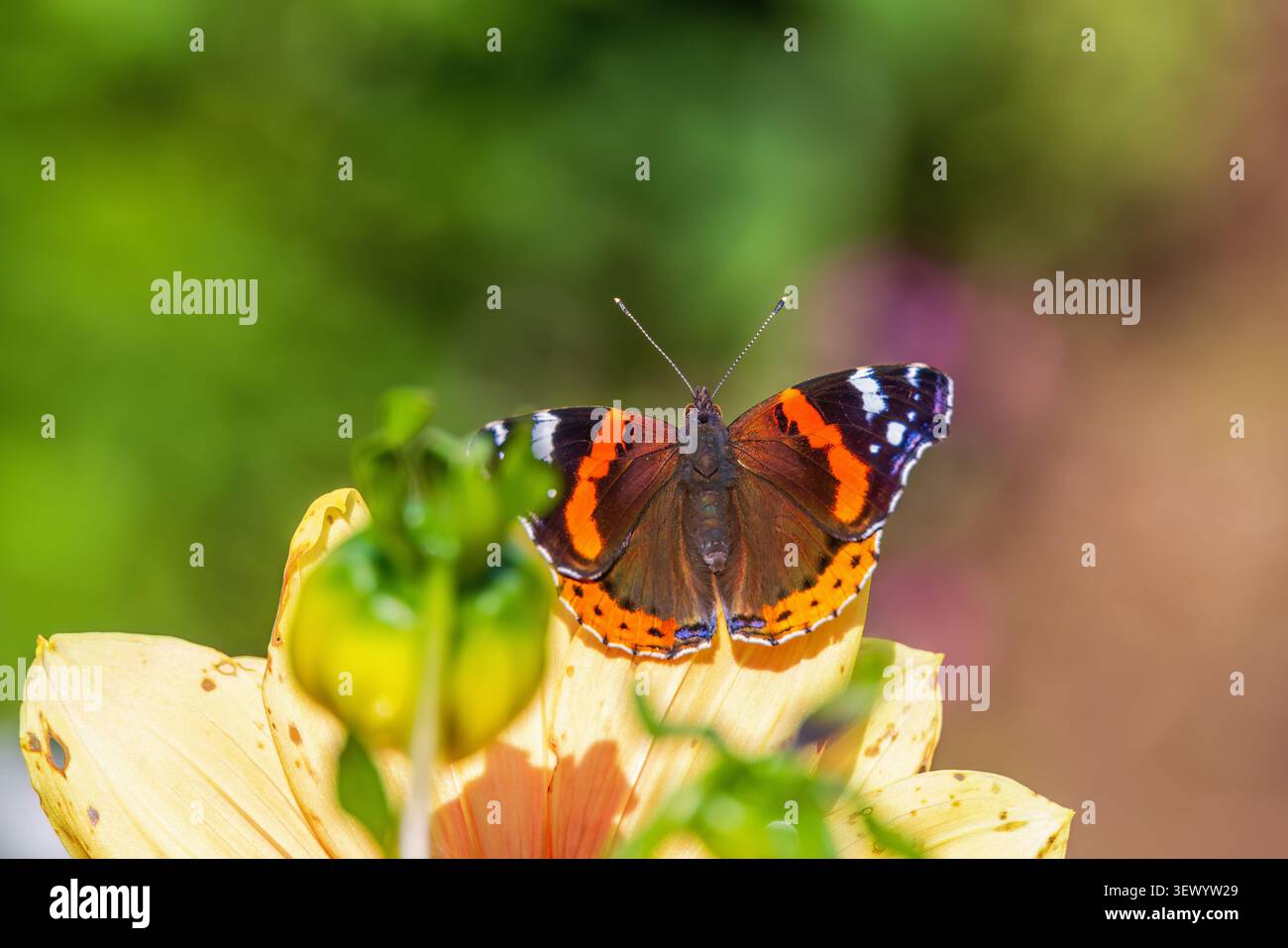 Papillon amiral rouge assis sur une fleur Banque D'Images