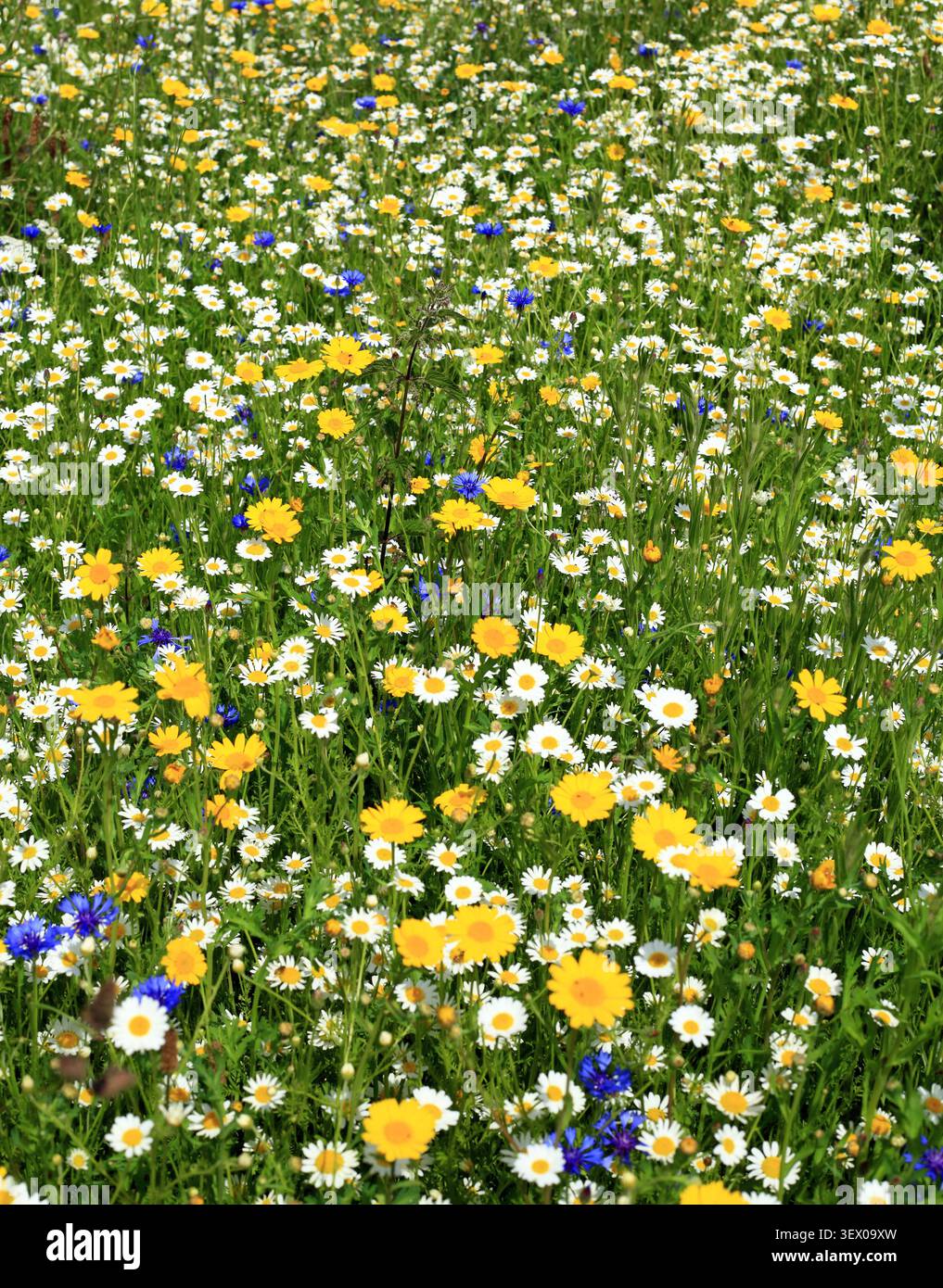 Une zone pleine de fleurs sauvages au Royaume-Uni. Banque D'Images