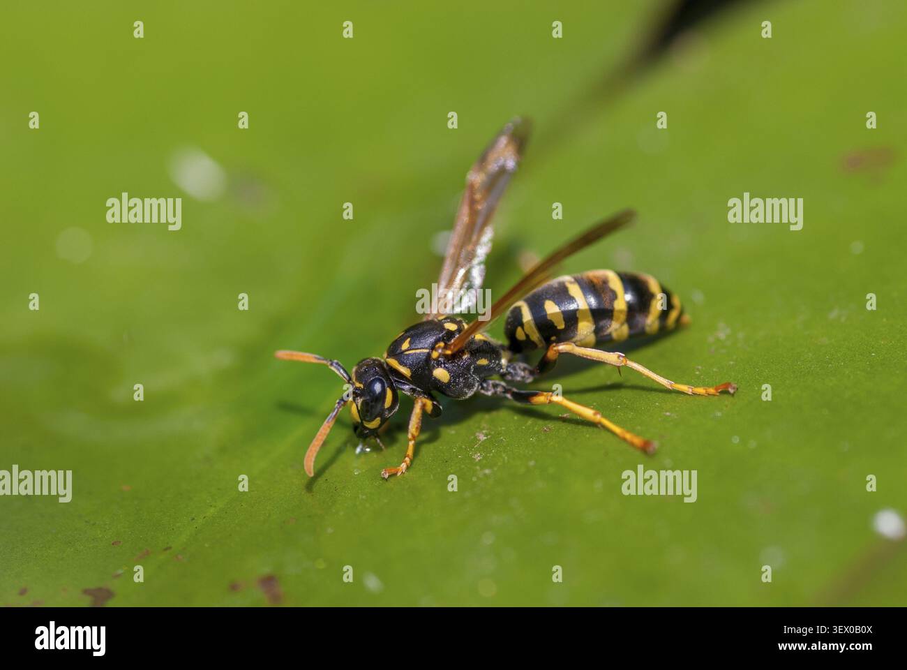 Guêpe en papier aux couleurs plus vives, guêpe des champs française, guêpe des champs gauloise, guêpe des champs maison, hyménoptères, polistes dominulus, insectes, point d'arrosage Banque D'Images