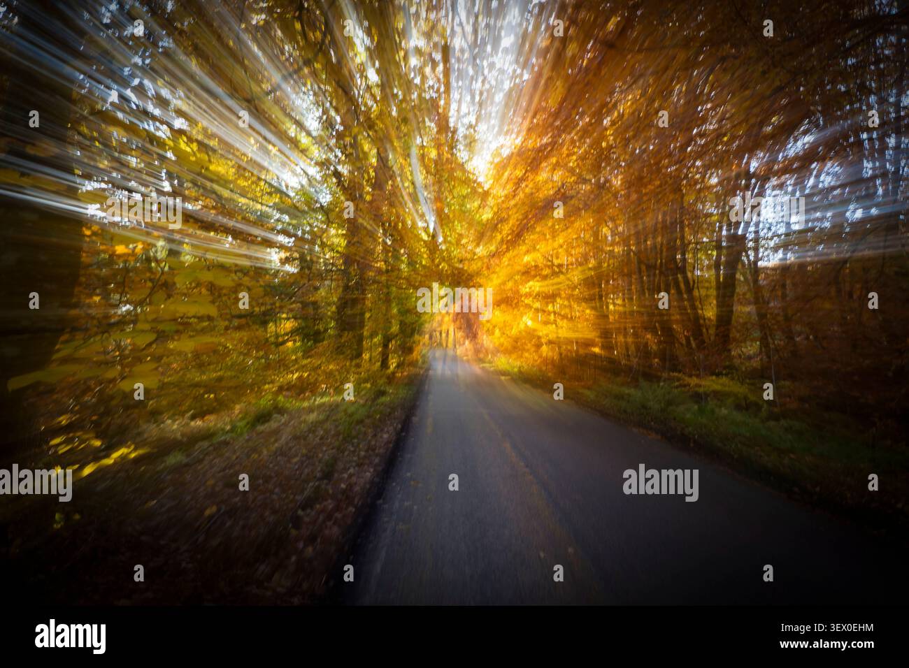 Tunnel Vision, Road Strathglass in Autumn, Strathglasss, Beauly, Highlands, Scotland. A831 Banque D'Images