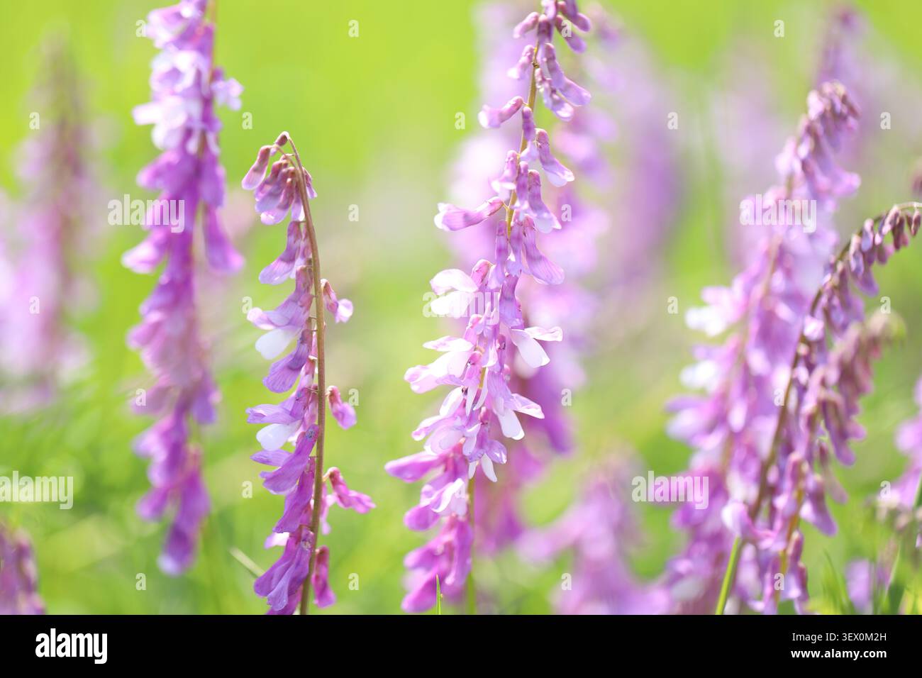 Fleurs de vesce des oiseaux épanouies au soleil par une chaude journée d'été. Banque D'Images