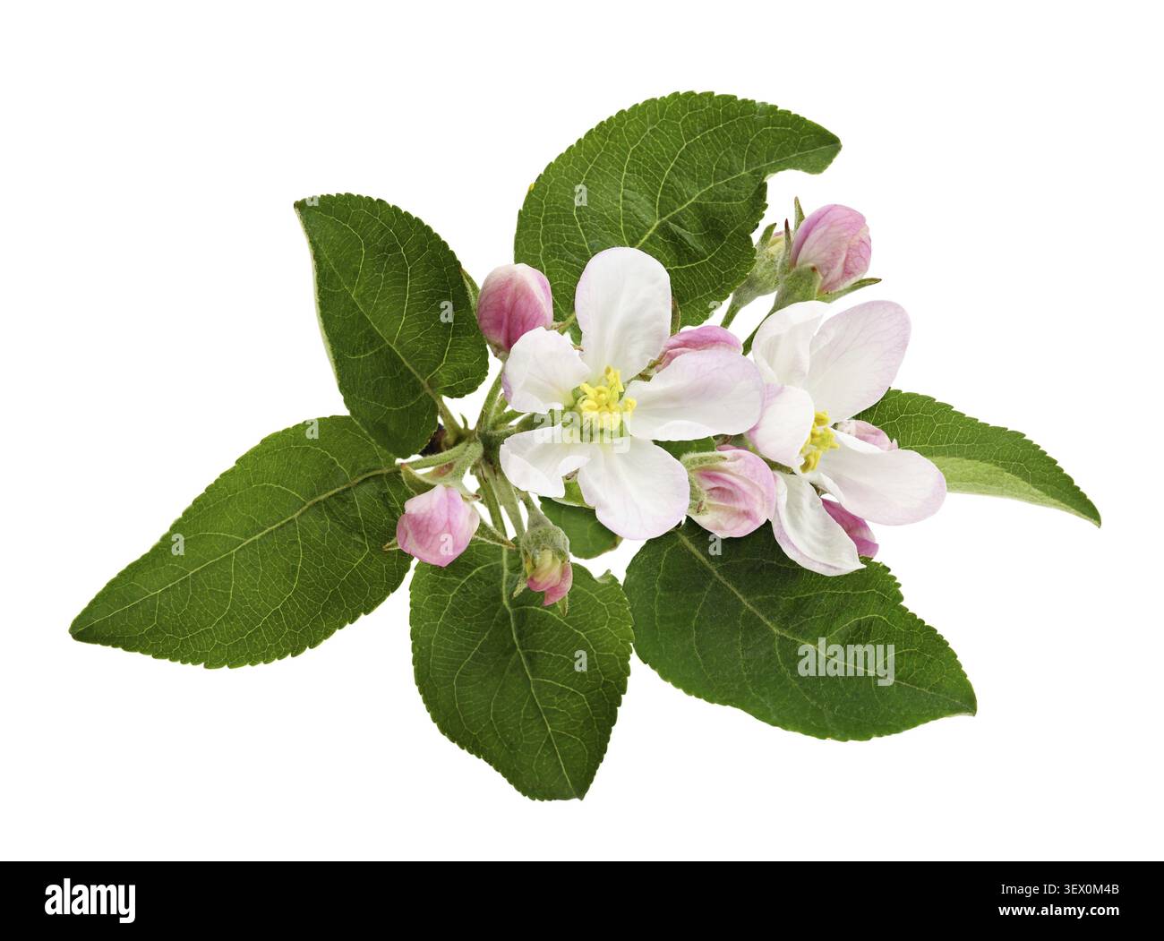 Apple tree fleurs et bourgeons isolated on white Banque D'Images