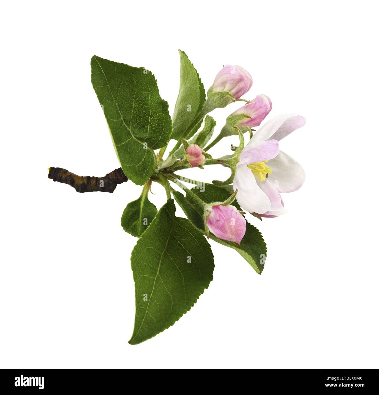 Fleurs, feuilles et bourgeons de pommier isolés sur blanc Banque D'Images