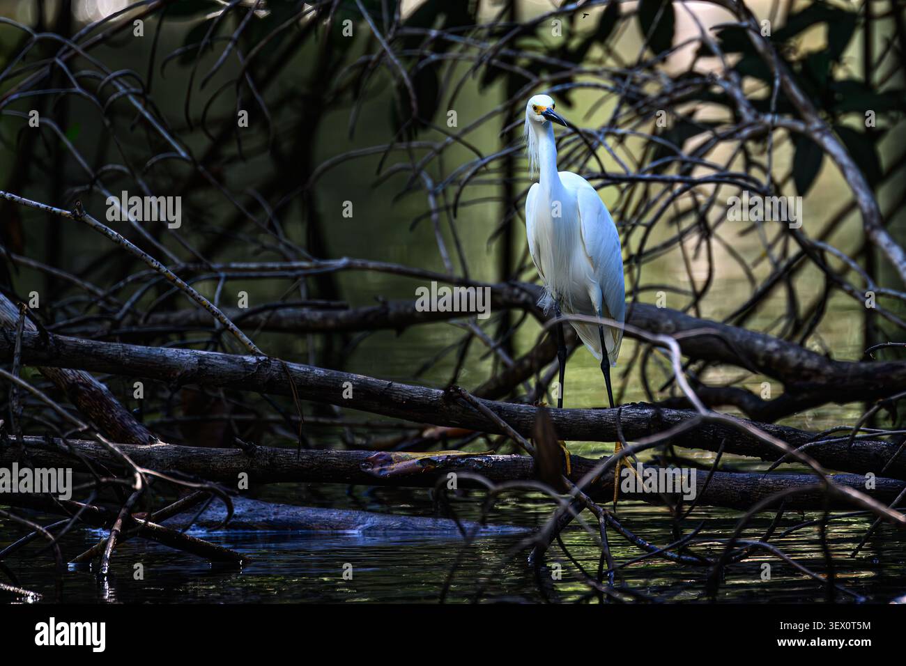 Une aigrette enneigée (Egretta thula) debout sur un arbre abattu au-dessus de l'eau au Costa Rica. Banque D'Images
