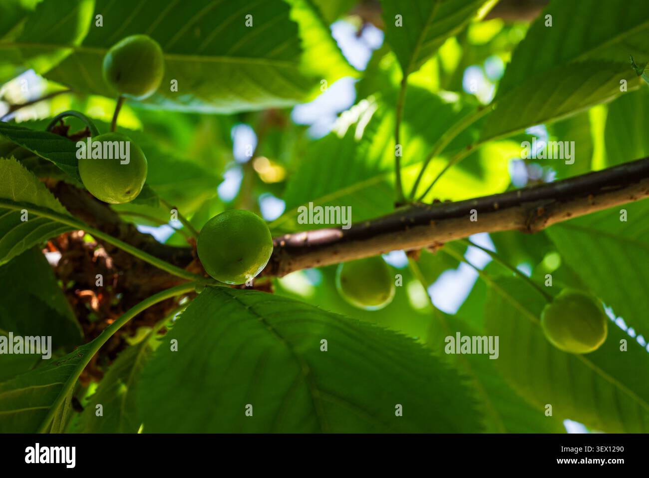 Gros plan de jeunes fruits verts de cerise douce Sunburst se développant sur la branche au printemps, capturés peu après la prise des fruits au début de la saison Banque D'Images