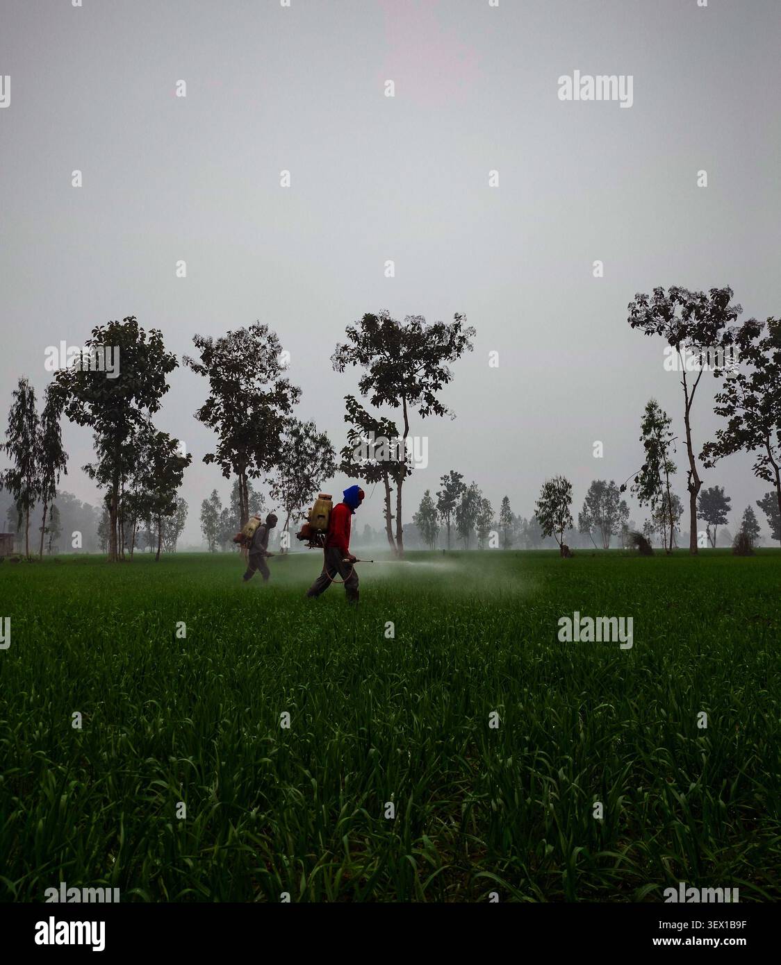 Les agriculteurs indiens pulvérisent des cultures dans un champ vert luxuriant par un matin brumeux. - Image de stock capturée avec un smartphone