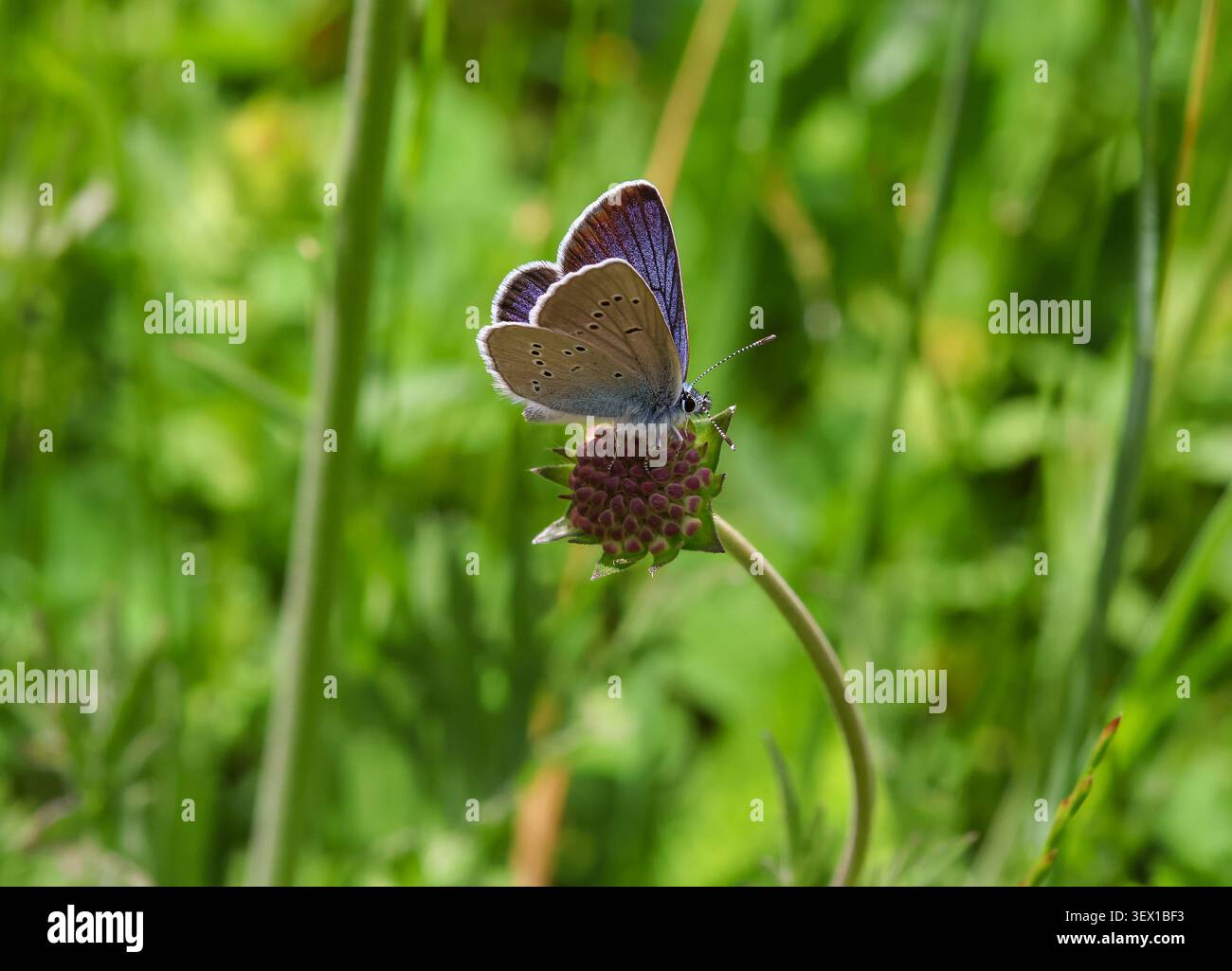 Cyaniris semiargus papillon bleu Mazarine sur une fleur de knautia arvensis Banque D'Images