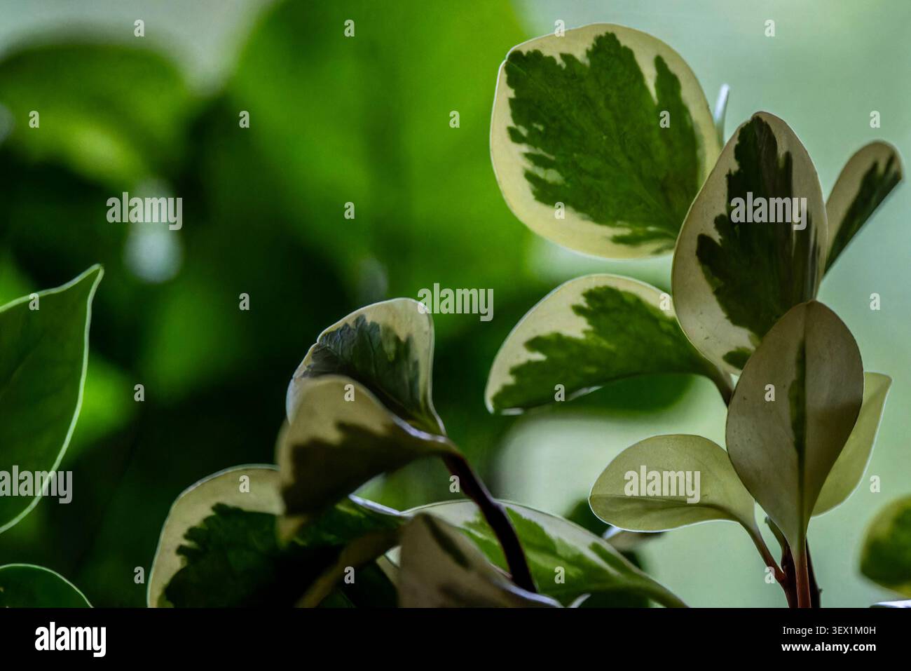 Les feuilles d'une plante panachée Baby Rubber Banque D'Images