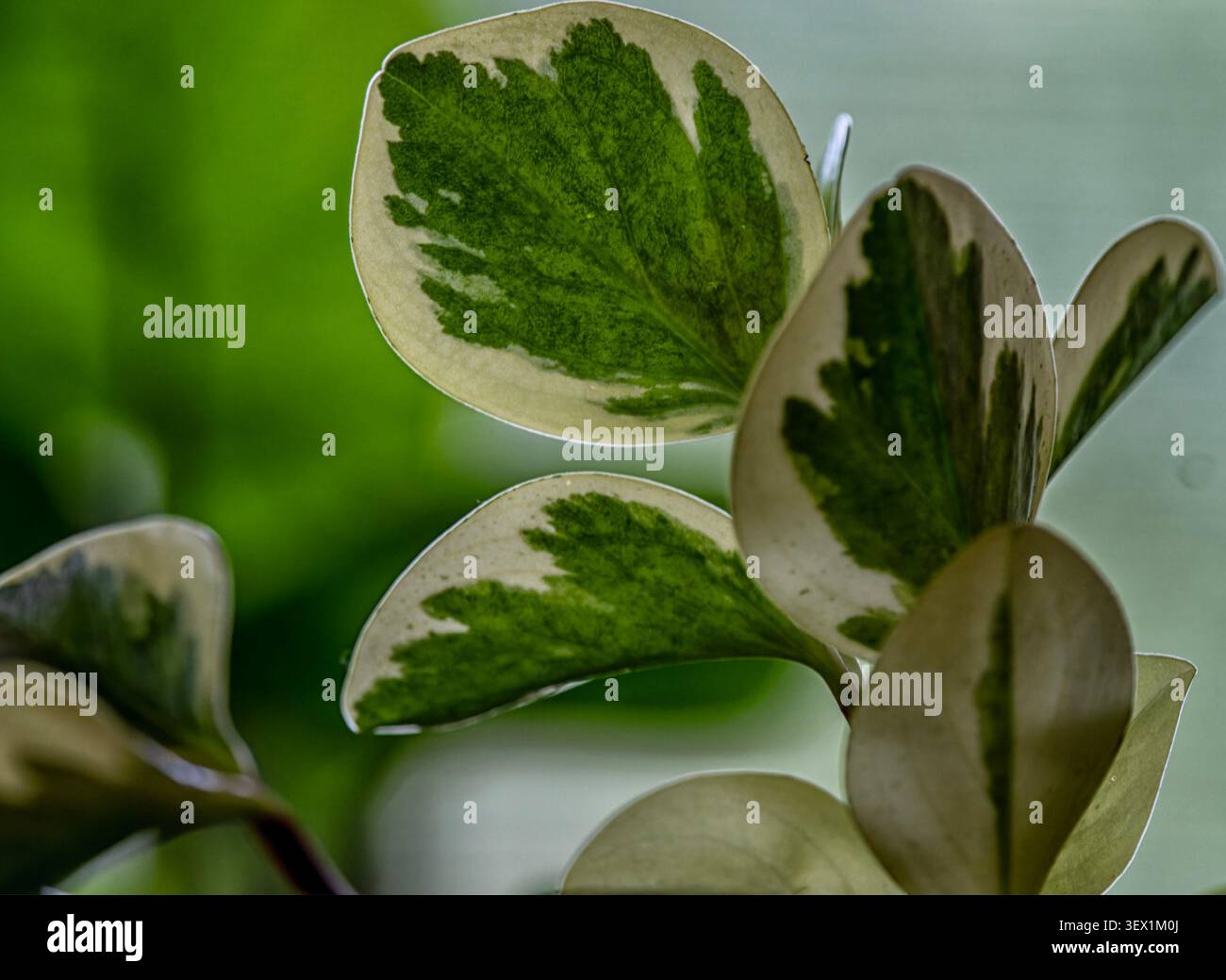Les feuilles d'une plante panachée Baby Rubber Banque D'Images