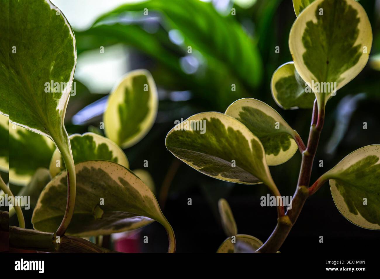 Les feuilles d'une plante panachée Baby Rubber Banque D'Images