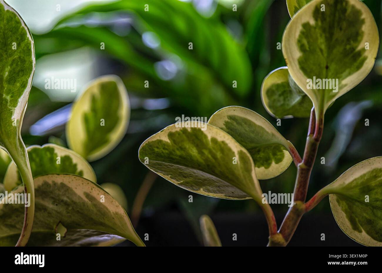 Les feuilles d'une plante panachée Baby Rubber Banque D'Images