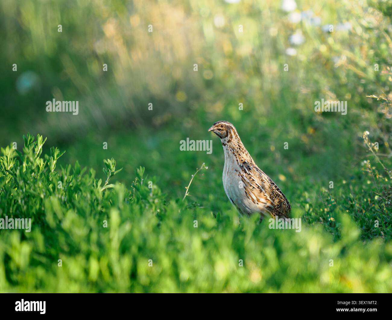 Caille commune mâle Coturnix coturnix debout dans le champ d'herbe au coucher du soleil de près. Oiseau sauvage au niveau du sol tourné dans la prairie d'été ensoleillée de l'heure dorée chaude, espace de copie. Concept de protection de la nature Banque D'Images