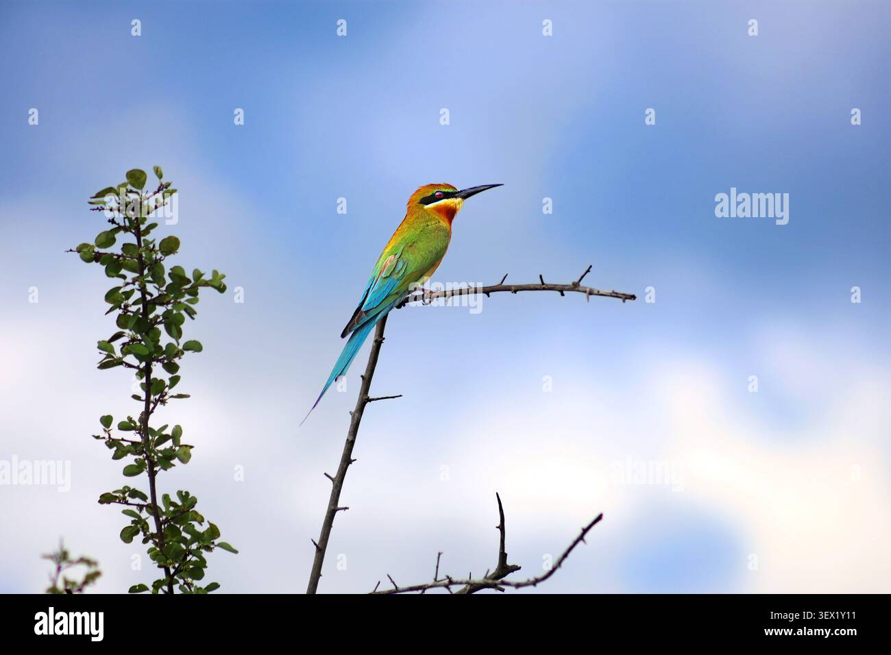 Mangeur d'abeilles à queue bleue, Merops philippinus, un oiseau aux couleurs vives trouvé près de l'eau à travers l'Asie du Sud et du Sud-est - pris au Sri Lanka Banque D'Images