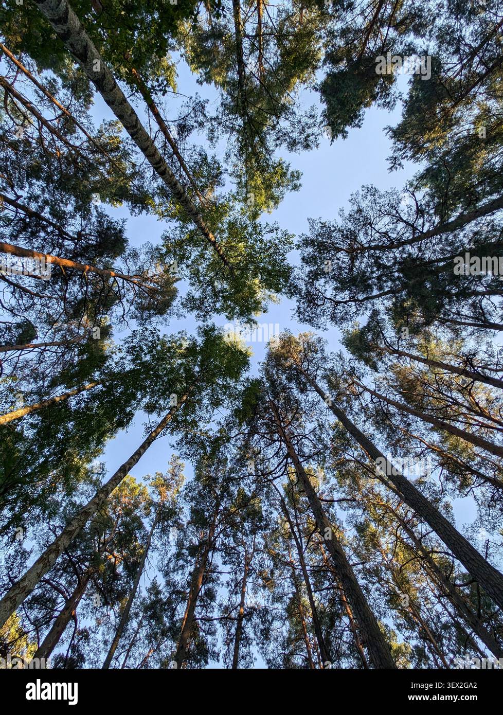 Regarder les grands pins et les cimes des bouleaux dans les bois lettons Banque D'Images