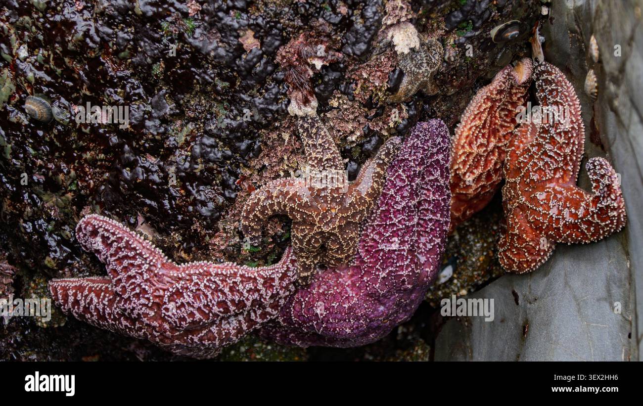 Étoiles de mer ocre éclatantes accrochées aux roches côtières humides Banque D'Images