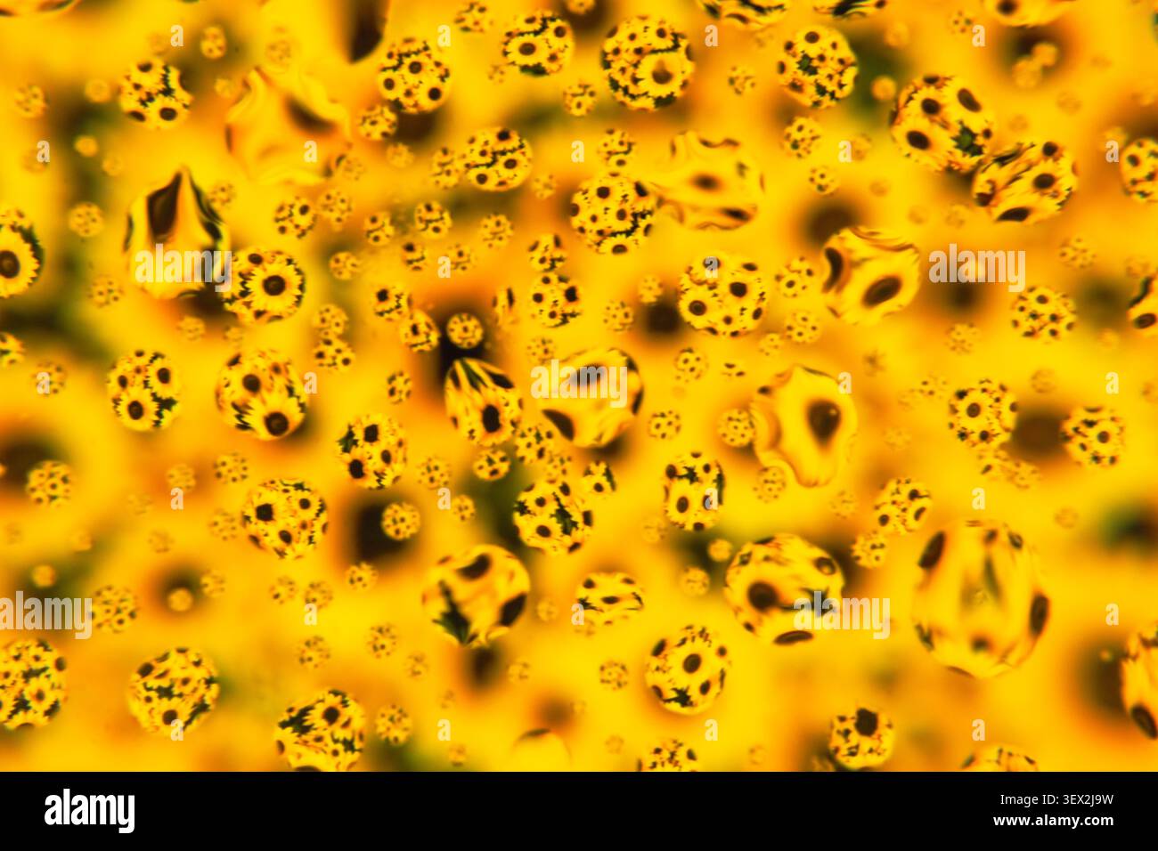 Fond doré avec des sphères et des fleurs tachetées noir et jaune dispersées. Les points ressemblent à des coccinelles en mouvement, flottant à travers le champ jaune. Texture Banque D'Images