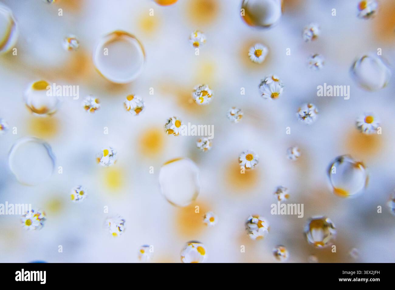 Des gouttelettes d'eau s'accrochent à une surface transparente avec des fleurs en arrière-plan. De minuscules marguerites flouent doucement en arrière-plan. Un bokeh doux améliore le de Banque D'Images