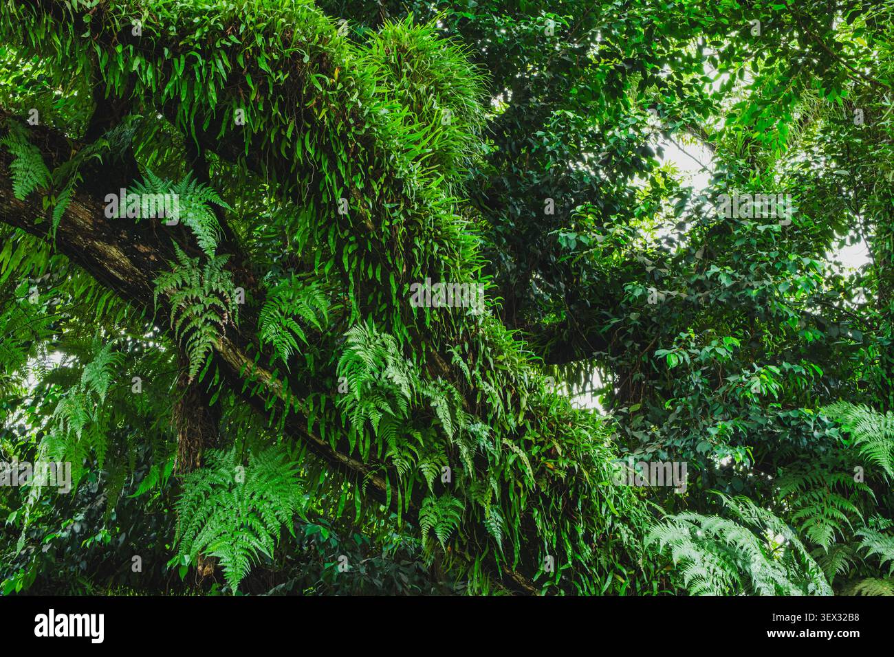 Une photo plein écran d'une grande branche d'arbre moussue densément envahie de fougères vertes sauvages et de diverses plantes épiphytes tropicales dans une forêt tropicale. Banque D'Images