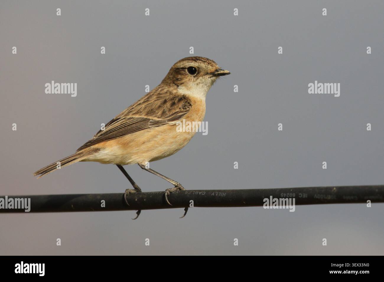 Amour Stonechat (Saxicola stejnegeri), vue latérale d'oiseau non reproducteur sur fil, mai po, Hong Kong, Chine Banque D'Images