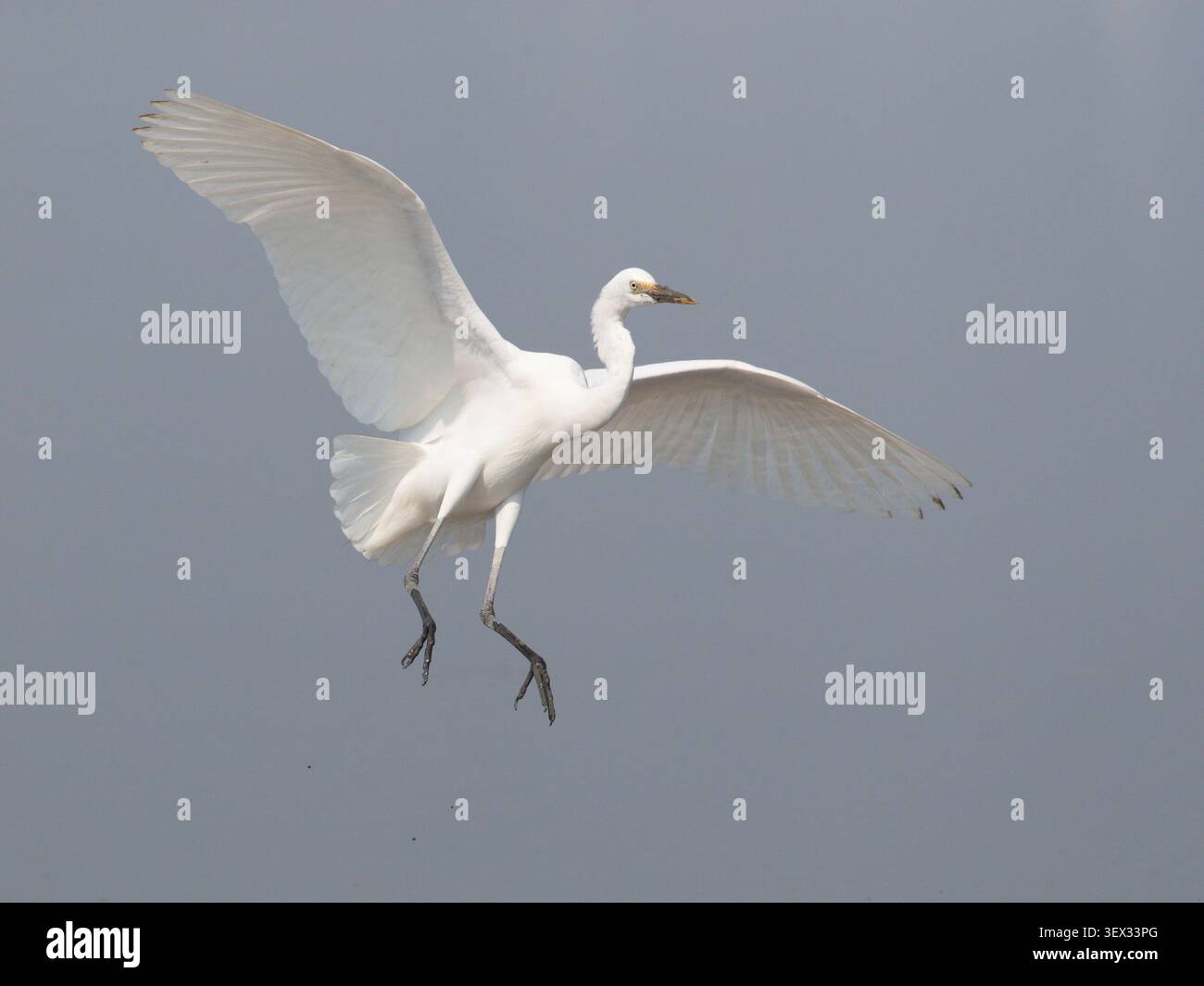 Grande aigrette (Ardea alba), oiseau unique, visiteur d'hiver, ailes déployées, atterrissage à la réserve naturelle de mai po, Hong Kong, Chine - décembre 2024 Banque D'Images