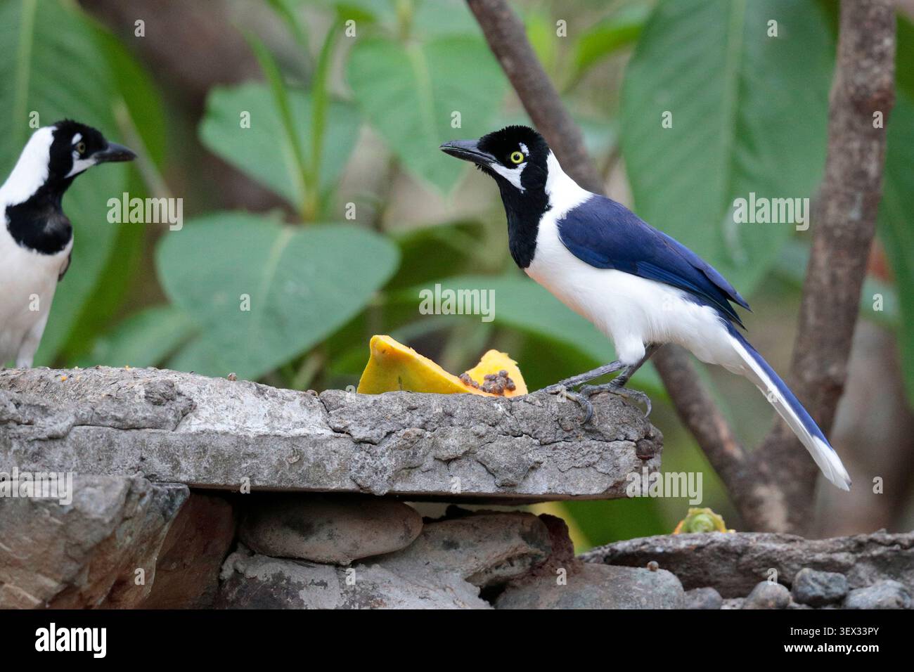 Jay à queue blanche (Cyanocorax mystacalis), oiseau adulte seul, Jorupe, sud de l'Équateur, Amérique du Sud Banque D'Images