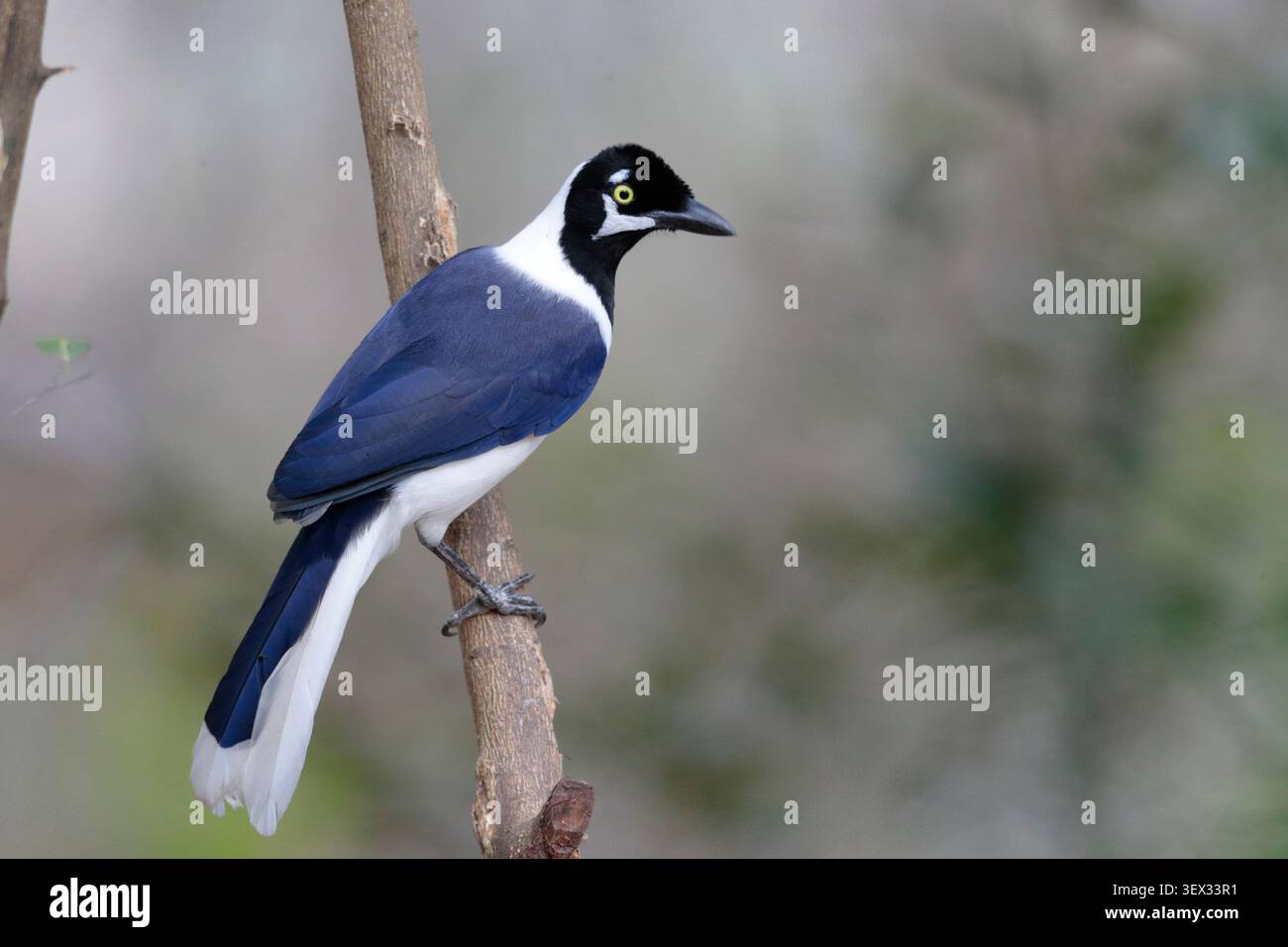 Jay à queue blanche (Cyanocorax mystacalis), oiseau adulte seul, Jorupe, sud de l'Équateur, Amérique du Sud Banque D'Images