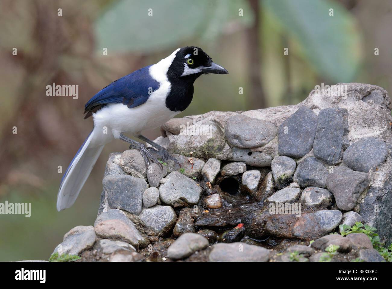 Jay à queue blanche (Cyanocorax mystacalis), oiseau adulte seul, Jorupe, sud de l'Équateur, Amérique du Sud Banque D'Images